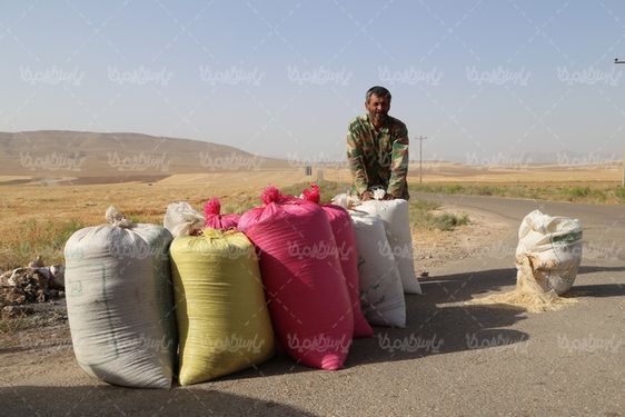 تصویر با کیفیت برداشت گندم