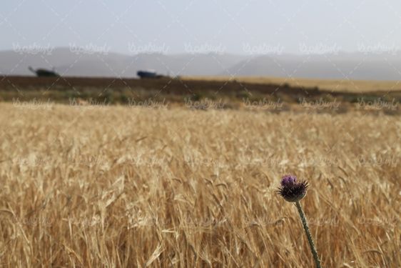 عکس با کیفیت مزرعه گندم