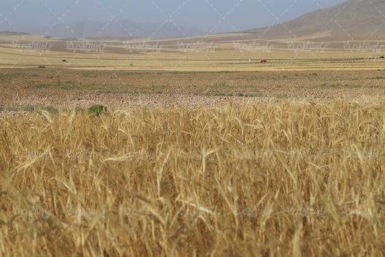 عکس با کیفیت مزرعه گندم