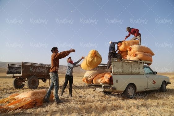 بارگیری کاه