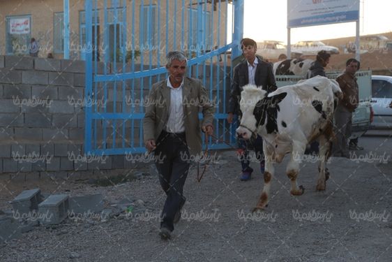 تصویر بازار فروش گاو