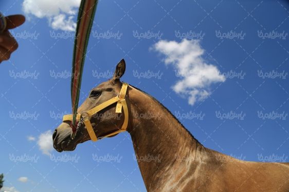 مسابقات انتخاب زیباترین اسب