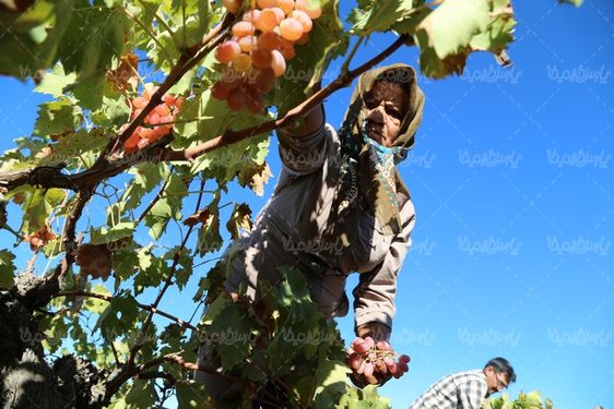 تصویر خوشه چینی انگور