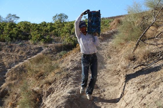 برداشت انگور