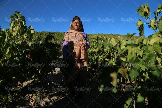 تصویر انگور رازقی