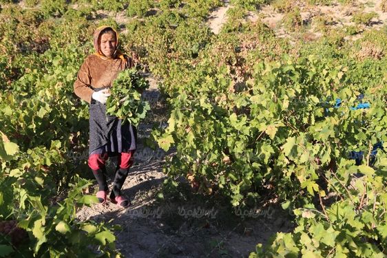 برداشت انگور بجنورد