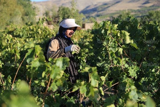 دانلود تصویر  باغ انگور