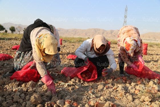 دانلود عکس با کیفیت برداشت پیاز