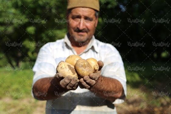 تصویر با کیفیت سیب زمینی
