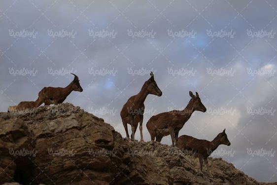 آهوی قهوه ای کوهی