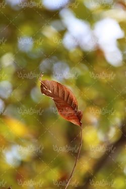 تصویر با کیفیت فصل پاییز