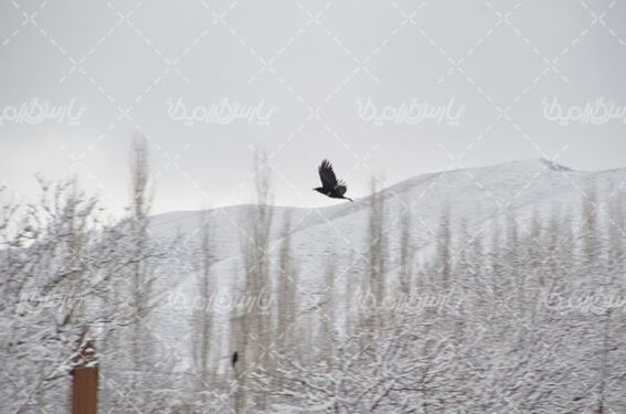 منظره زیبای زمستانی