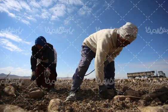 برداشت چغندر