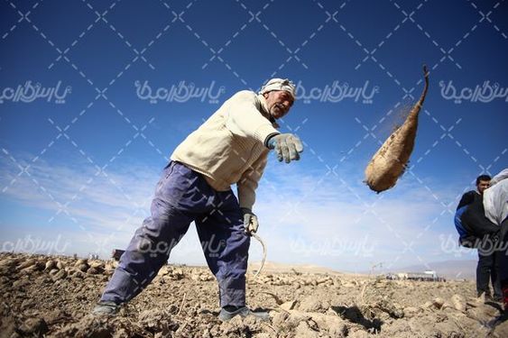 مزرعه چغندر