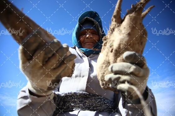 برداشت محصول چغندر