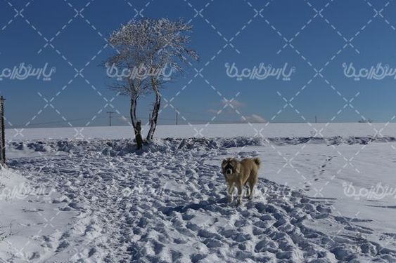 چشم انداز برفی