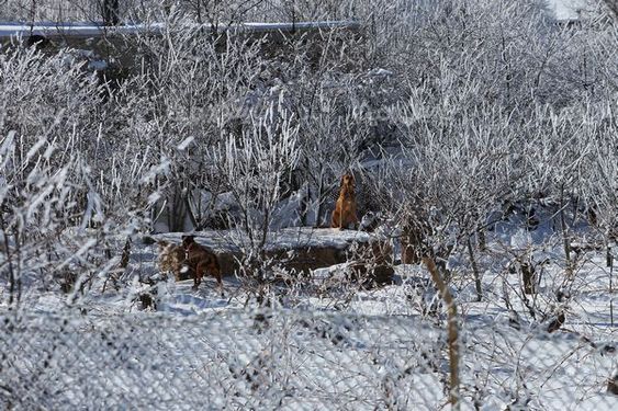 منظره  زیبای برفی