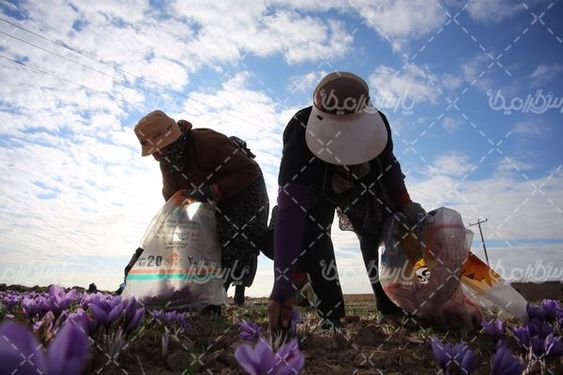 برداشت زعفران