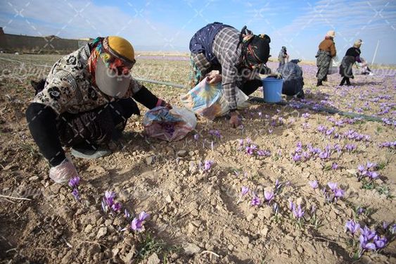 برداشت زعفران