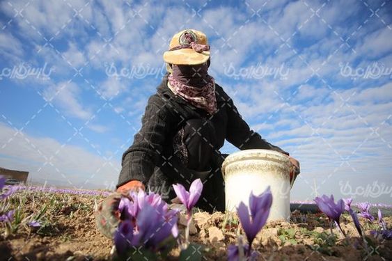 برداشت زعفران