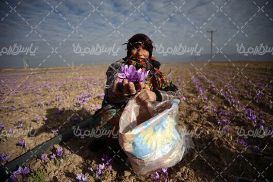 برداشت زعفران