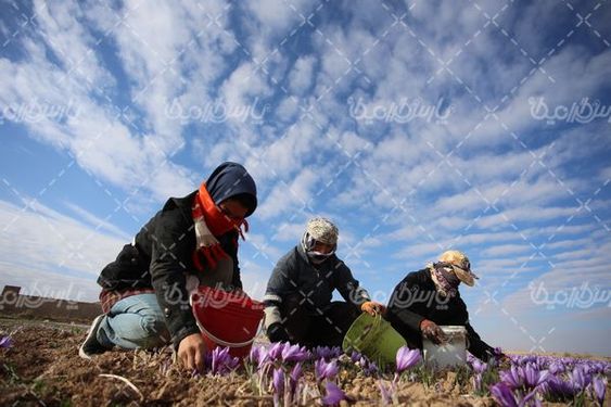 برداشت زعفران