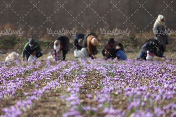 مزرعه زعفران