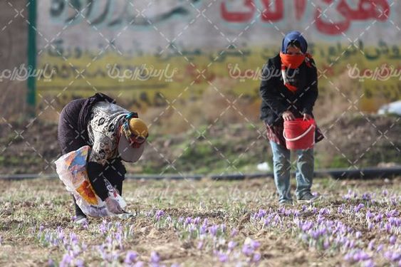 مزرعه زعفران