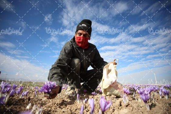 برداشت گل زعفران