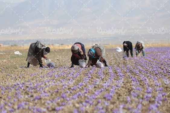 مزرعه زعفران