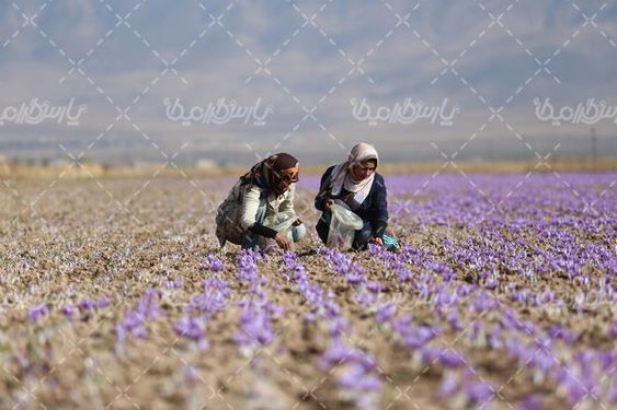 مزرعه زعفران