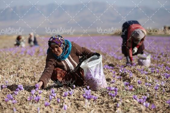 مزرعه زعفران