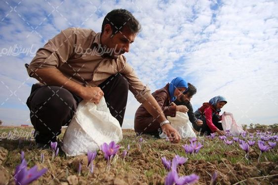 برداشت گل زعفران