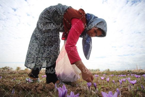 برداشت گل زعفران