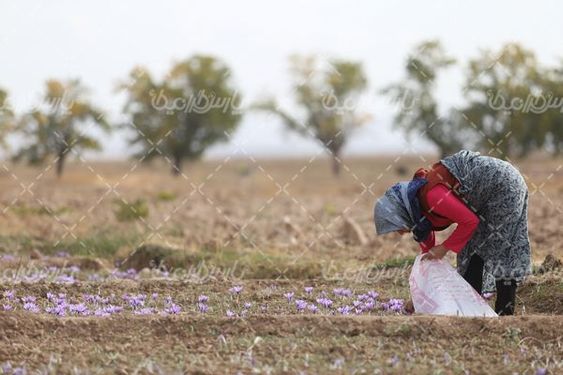 برداشت گل زعفران