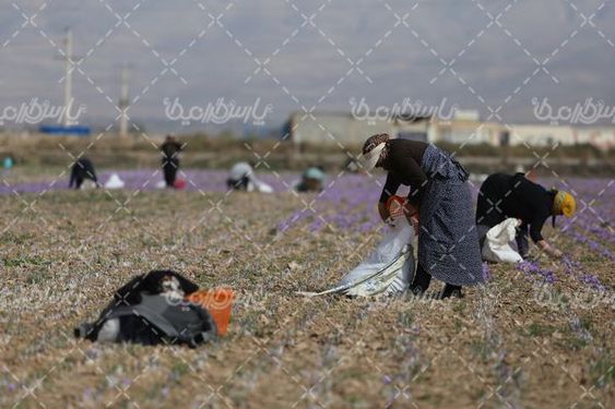 مزرعه زعفران