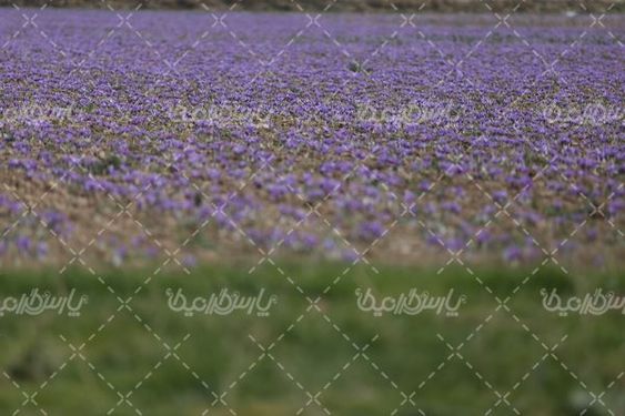 مزرعه زعفران