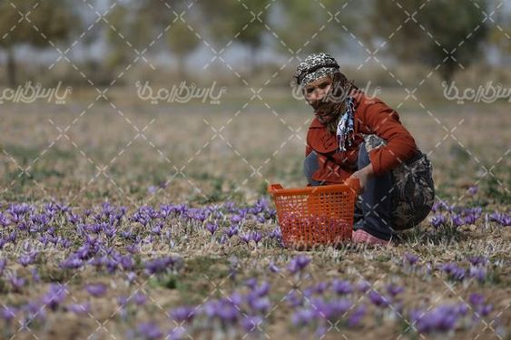 مزرعه زعفران