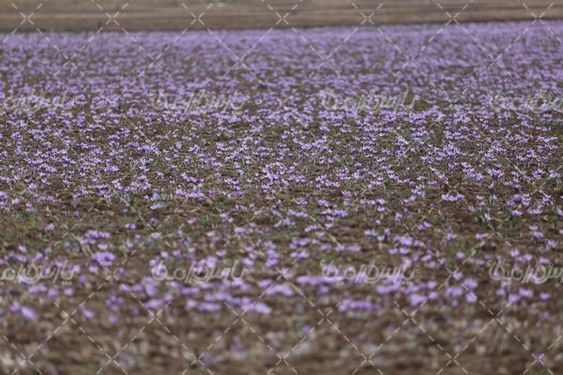 مزرعه زعفران