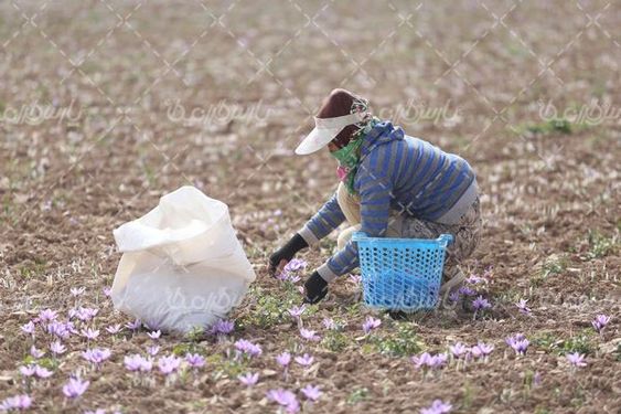 مزرعه زعفران