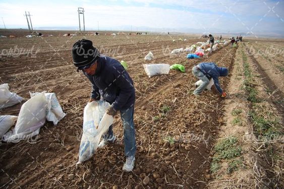 برداشت سیب زمینی