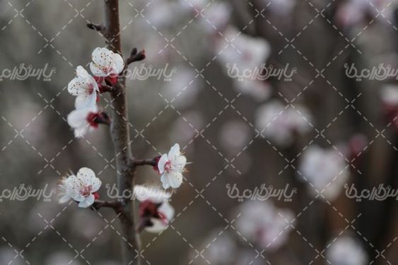 تصویر شکوفه های بهاری