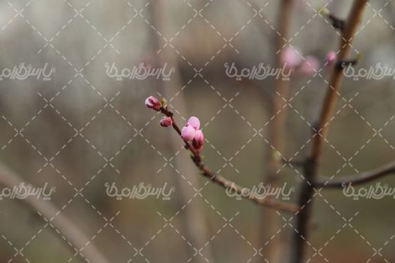 تصویر شکوفه های بهاری