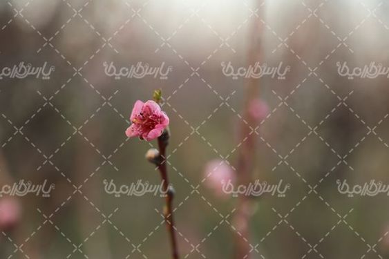تصویر شکوفه های بهاری