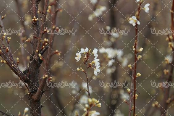 تصویر شکوفه های بهاری