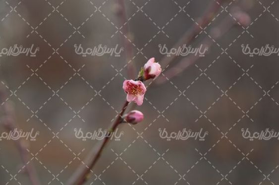 تصویر شکوفه های بهاری