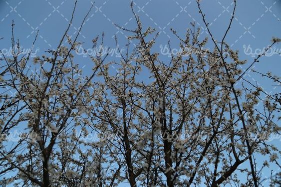 تصویر با کیفیت شکوفه