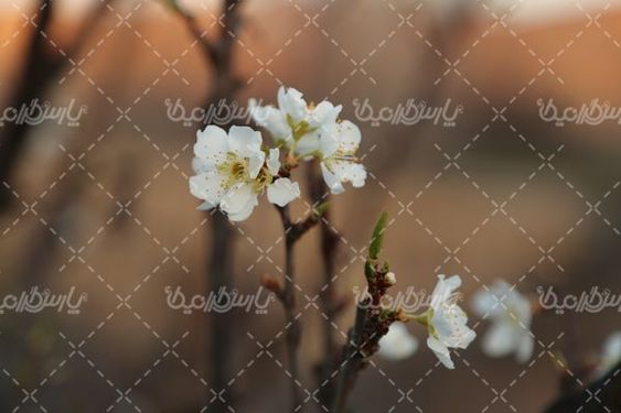 تصویر با کیفیت شکوفه
