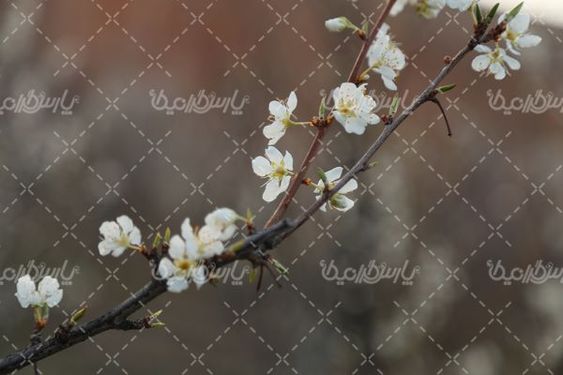 تصویر با کیفیت شکوفه
