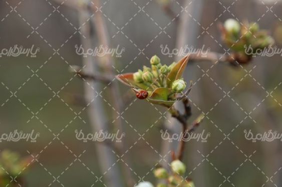 تصویر با کیفیت شکوفه